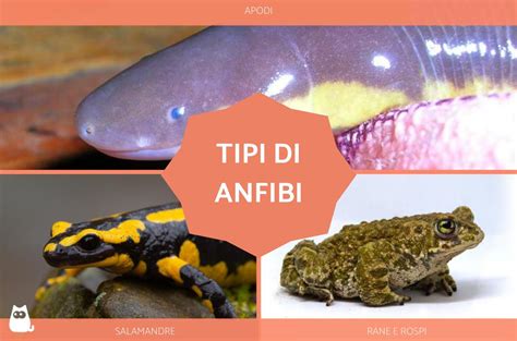 esempi di anfibi